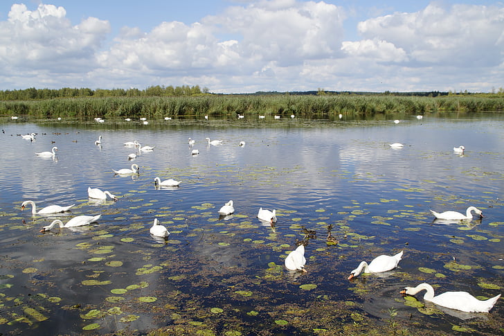 cảnh quan, Spring lake, khu bảo tồn thiên nhiên, Thiên nhiên, Moorland, vùng đất ngập nước, mùa hè