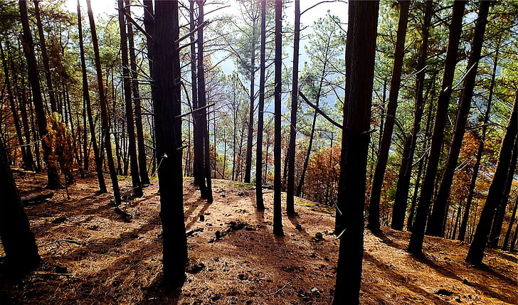 снимка, Грийн, гора, през деня, дървета, Уудс, природата