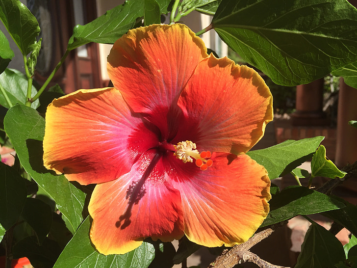 red, hibiscus, flower