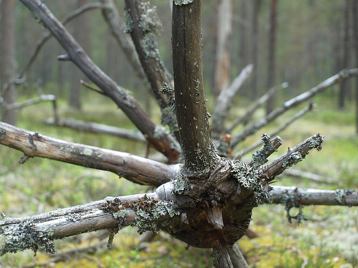 branches, forest, tree, nature, branch, outdoors