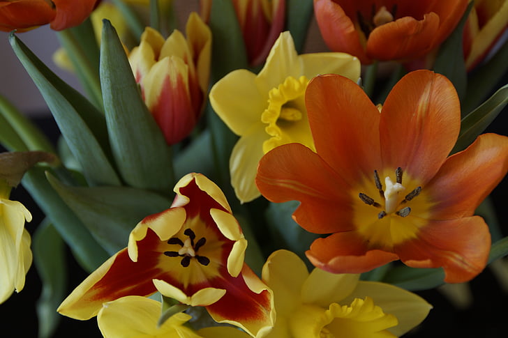 bouquet, spring, tulips, osterglocken, spring bouquet, flowers, harbinger of spring