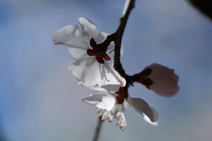 flor, Primavera, Pear