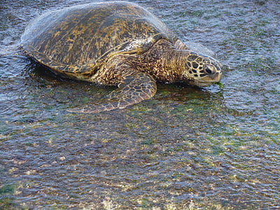 костенурка, Хавай, морска костенурка морски бряг
