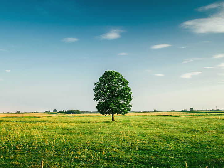tree, farm, field, nature, isolated, grass, sky
