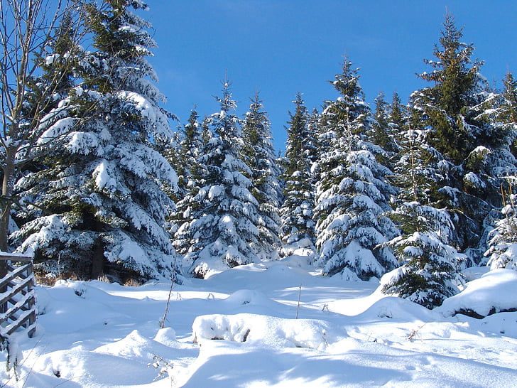 gosslar, взимку, ліс, Природа, дерево, Зимові дерева, зимового