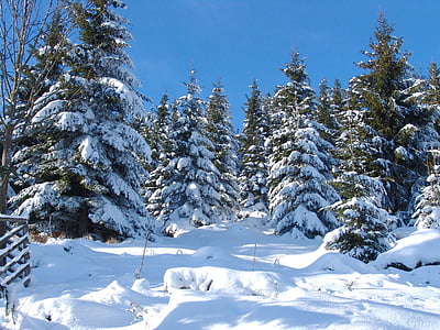 gosslar, Зима, лес, Природа, дерево, Зимние деревья, Зимний