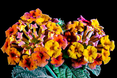 lantana, lantana camara, ornamental plant, orange, yellow, flower, blossom