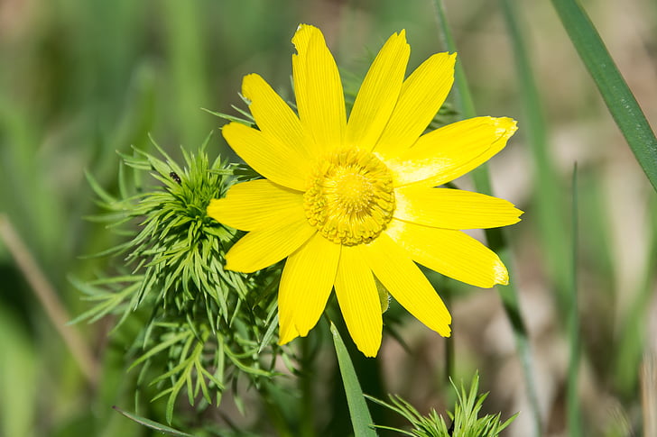 blossom, bloom, yellow, close, nature, plant, summer