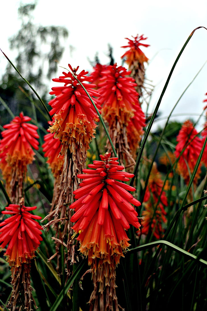 redhot poker, kniphofia, flower, garden, plant, red, nature