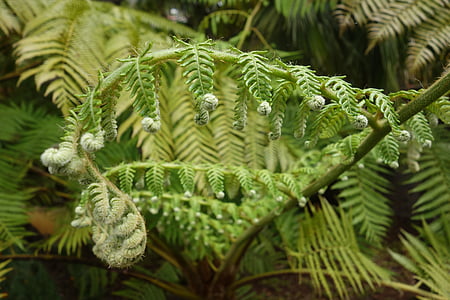 fern, nature, green, plant, leaf fern, young leaves, forest