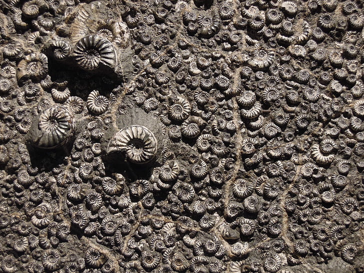 fossile, Museum, Ammonit, ingen mennesker, natur, close-up, dag