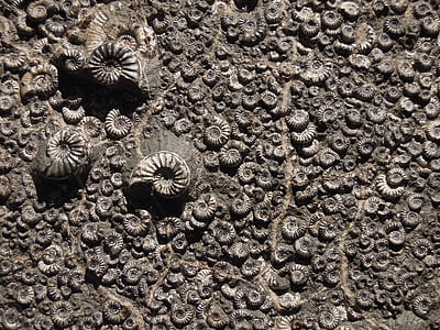 fossiles, Musée, Ammonite, aucun peuple, nature, gros plan, Journée
