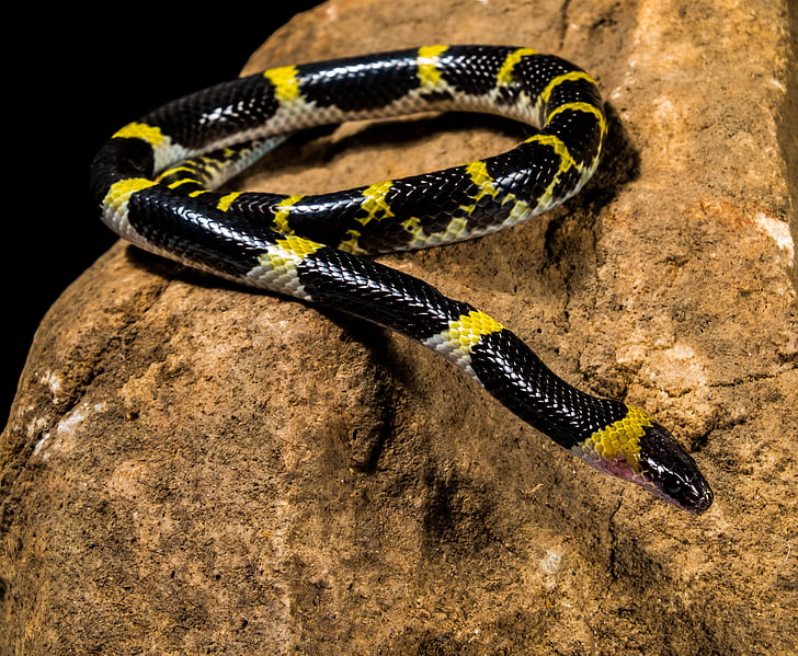 serpente, giovane serpente, nero giallo, non tossico, rettile