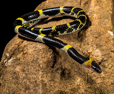 serpent, jeune serpent, noir jaune, non toxique, reptile