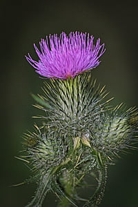 thistle, flower, nature, color, blossom, bloom, plant