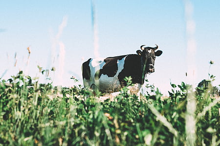 cow, grass, field, farm, cattle, animal, agriculture