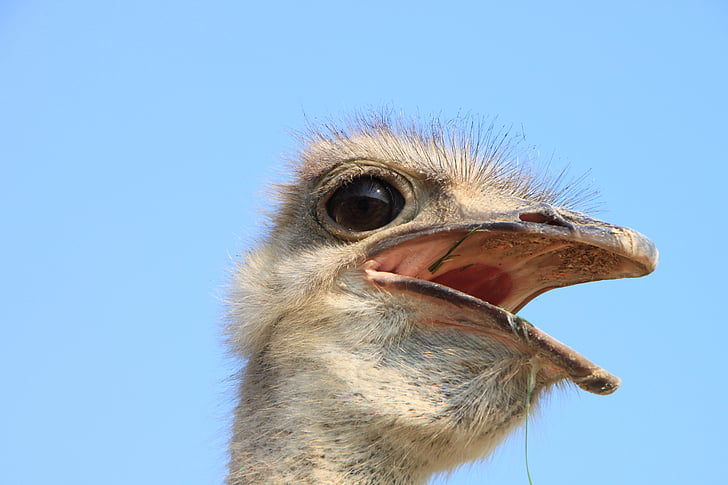 beak, close-up, eyes, head, ostrich, warming, birds
