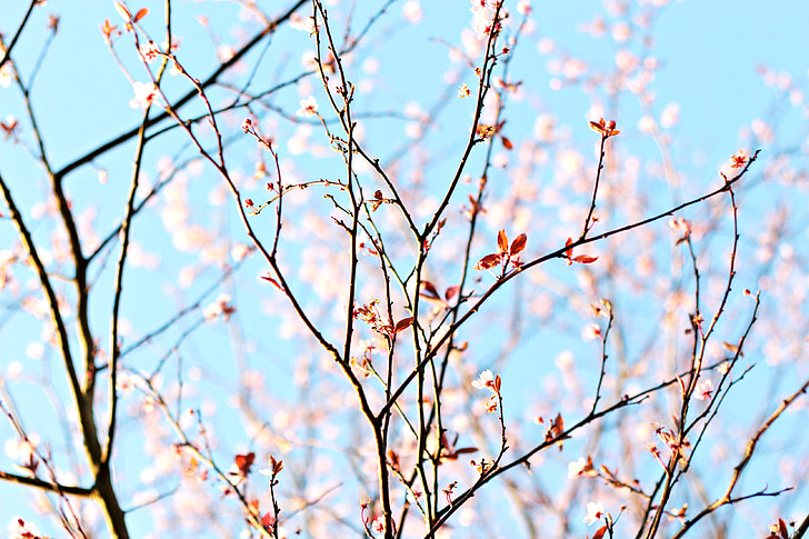 Blossom, musim semi, mekar, merah muda