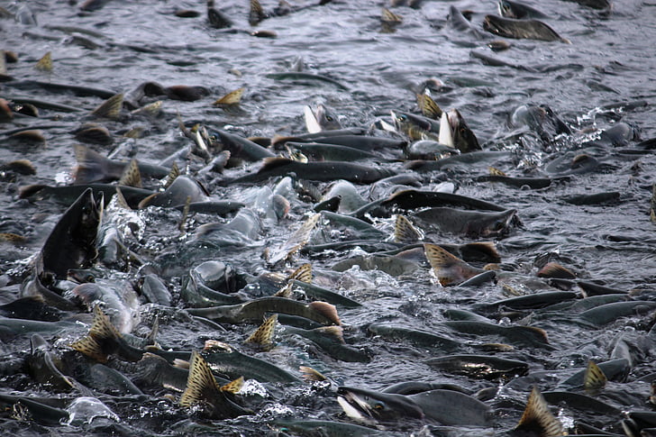 salmon, fish, salmon migration, valdez, alaska