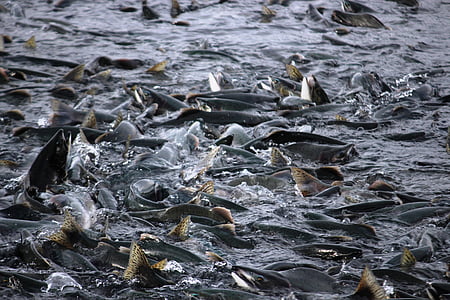 salmón, pescado, migración de salmón, Valdez, Alaska