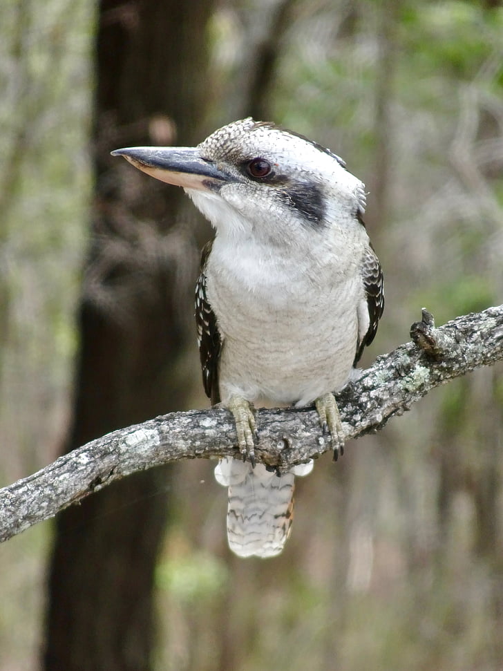 Kookaburra, Australie, Martin-pêcheur, nature, faune, oiseau, assis