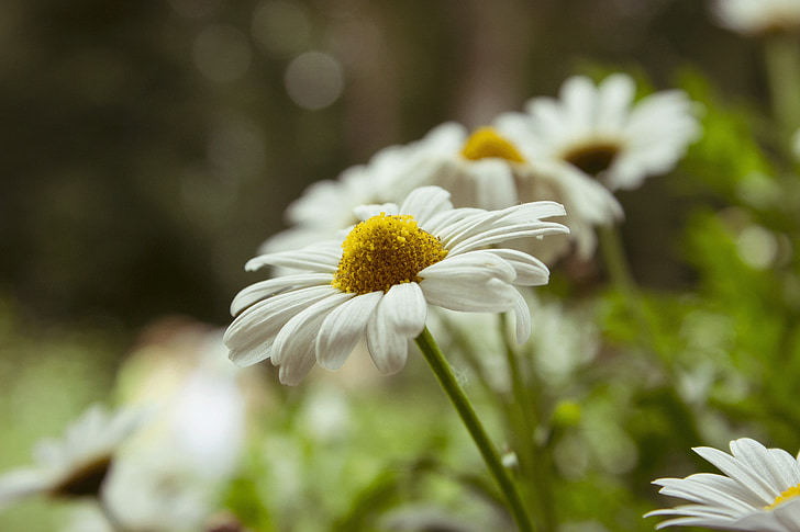 flower, daisy, plant, green, yellow, nature, pointed flower