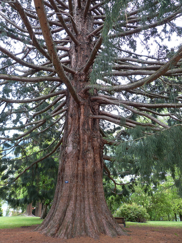 Sequoia, Park, obrovský, kmeň, Denník, strom, ihličnatý strom
