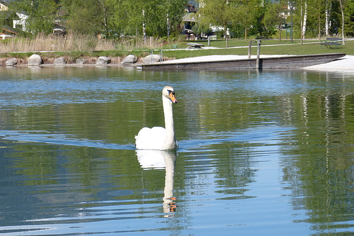 swan, mirror image, water bird, water, lake