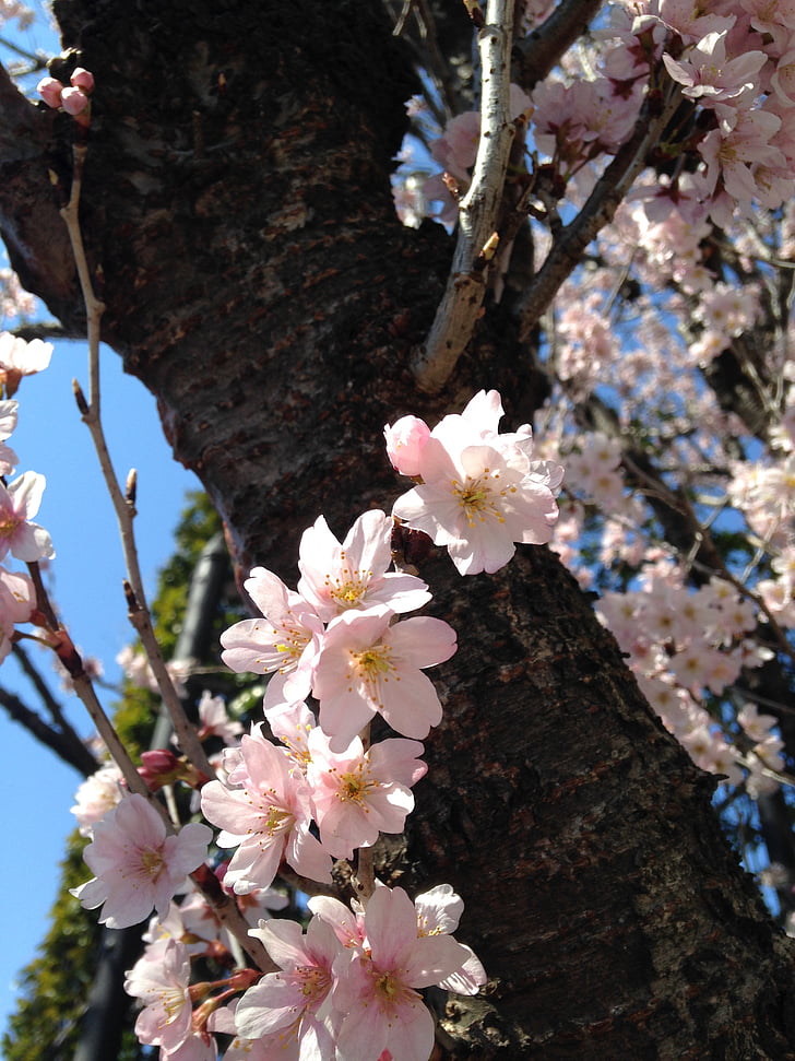 tavaszi, Sakura, tavaszi virágok, rózsaszín virág, növények, virágok, Blossom