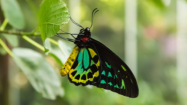 papallona, zoològic, vida silvestre, fotografia, animal, natura, colors