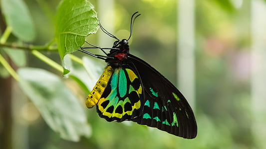 пеперуда, Зоологическа градина, дива природа, фотография, животните, природата, цветни