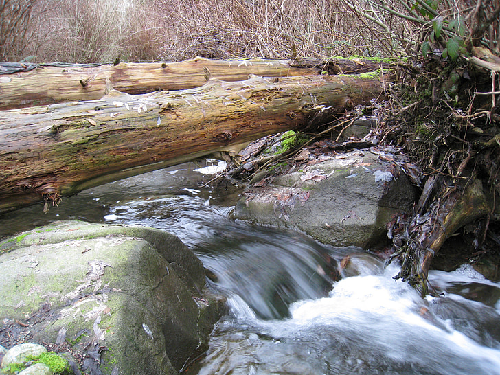 stanley park, vancouver, water, brook, stream, wood, trees