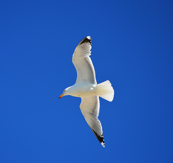 Seagull, flyg, Sky, kusten
