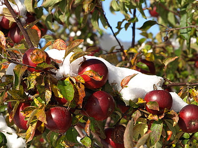 apple, snow, autumn, winter, fruit, frozen, time of year