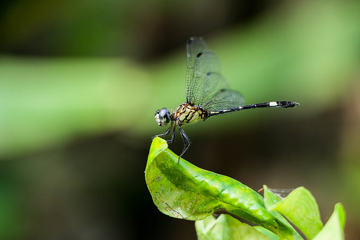 dragonfly, nature, insect, green, world, wings, approach