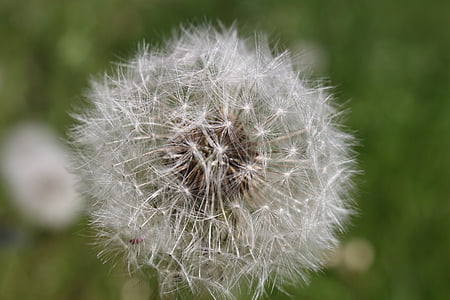 dandelion, close, seeds, macro, spring, summer, flower