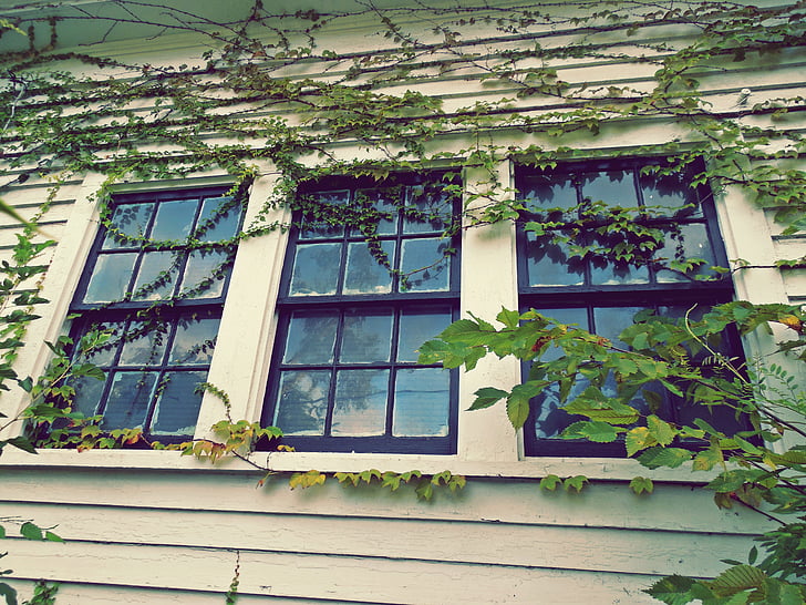 steklo, hiša, bršljan, listi, poraščene, rastline, odsev
