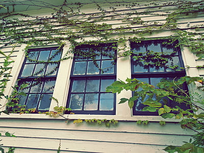 glass, house, ivy, leaves, overgrown, plants, reflection