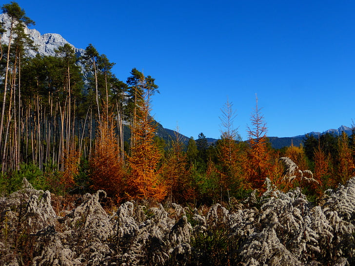 podzim, Les, barevné, listy, podzimní les, stromy, zlatý podzim