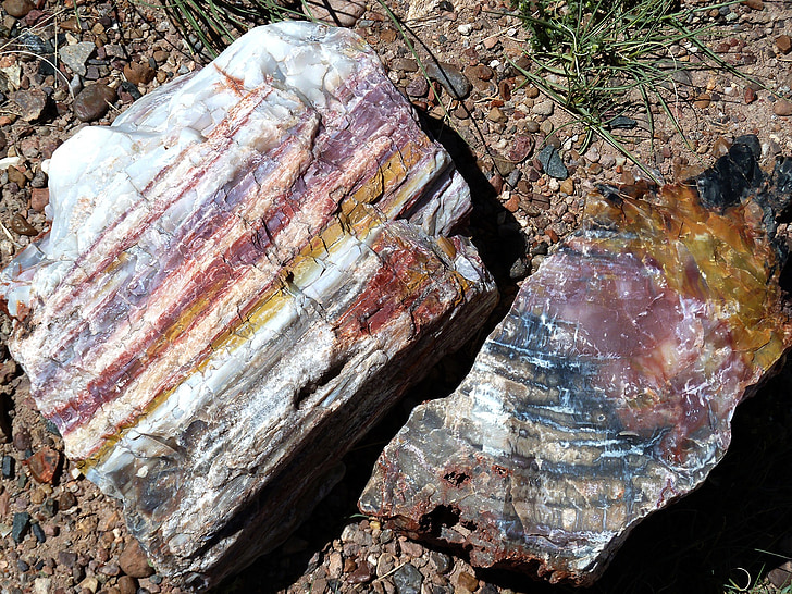 zkamenělé, Les, Národní, parku, Arizona, Spojené státy americké, Příroda