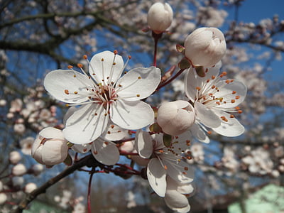Prunus domestica, arbre, flor, inflorescència, macro, close-up, flora