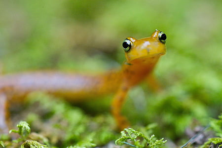 longicauda, eurycea, salamandra, longtail, Geckos, Driežai, varliagyviai