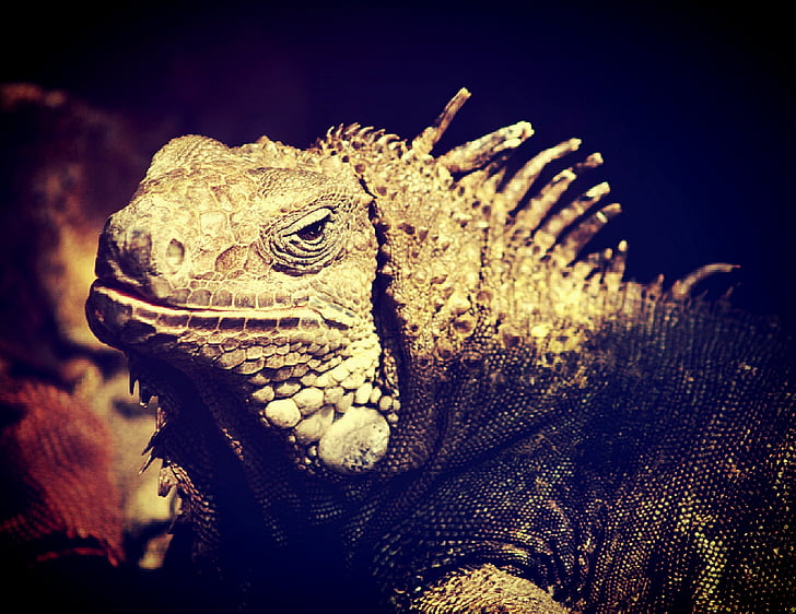 iguana, lizard, dragon, head, animal, side view, profile