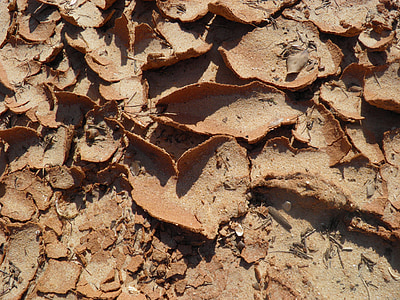 fang, fons, està resseca, sec, terra, àrid, desert de