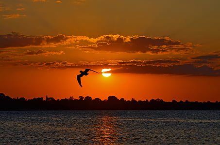 evening sun, baltic sea, sunset, water, seagull, sea, abendstimmung