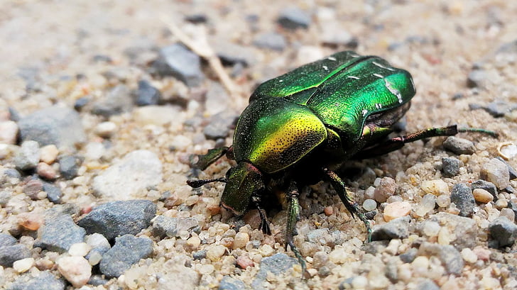 beetle, insect, green, nature, closeup, the beetle, maybug