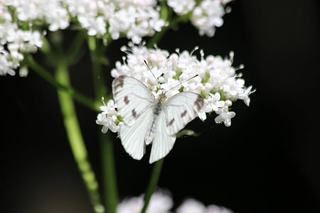Темный, черный, цветок, Белый, Лепесток, бабочка, насекомое