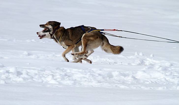 Husky, cão, animal, cara, corrida, cão de trenó, concorrência