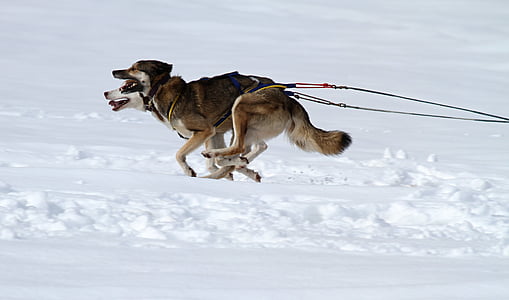 Husky, pies, zwierząt, twarz, wyścig, psich zaprzęgów, konkurencji