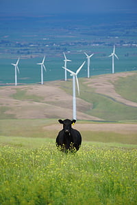 zöld, fű, virágok, tehén, szarvasmarha, a mező, Highland